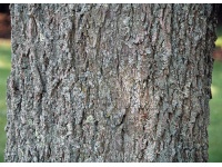 Pacanier - Noyer de pécan - Carya illinoinensis - Haie champetre  - Pepiniere Alsace - Vegetal Local Nord Est - Bio - Jardin forêt comestible - fruitier - permaculture