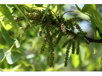 Pacanier - Noyer de pécan - Carya illinoinensis - Haie champetre  - Pepiniere Alsace - Vegetal Local Nord Est - Bio - Jardin forêt comestible - fruitier - permaculture