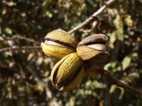 Pacanier - Noyer de pécan - Carya illinoinensis - Haie champetre  - Pepiniere Alsace - Vegetal Local Nord Est - Bio - Jardin forêt comestible - fruitier - permaculture