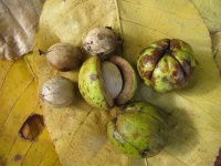 Pacanier rugueux - Caryer ovale - Carya ovata - Haie champetre  - Pepiniere Alsace - Vegetal Local Nord Est - Bio - Jardin forêt comestible - fruitier - permaculture