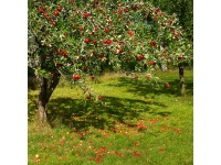 pepiniere_alsace_vegetal_local_bio_-_fruits