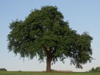 Poirier sauvage - Pyrus communis subsp. Pyraster  - Haie champetre  - Pepiniere Alsace - Vegetal Local Nord Est - Bio - Jardin forêt comestible - fruitier - permaculture