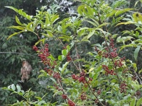 Poivre du Timut - Zanthoxylum armatum - Haie champetre  - Pepiniere Alsace - Vegetal Local Nord Est - Bio - Jardin forêt comestible - fruitier - permaculture