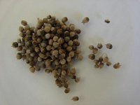 Poivrier des moines - Vitex agnus castus - Haie champetre  - Pepiniere Alsace - Vegetal Local Nord Est - Bio - Jardin forêt comestible - fruitier - permaculture