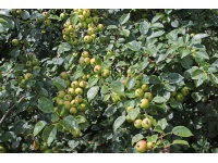 Pommier sauvage - Malus sylvestris - Haie champetre  - Pepiniere Alsace - Vegetal Local Nord Est - Bio - Jardin forêt comestible - fruitier - permaculture