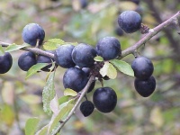 Prunellier - Prunus spinosa - Haie champetre  - Pepiniere Alsace - Vegetal Local Nord Est - Bio - Jardin forêt comestible - fruitier - permaculture