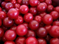 Prunier myrobolan - Prunus cerasifera myrobolana - Haie champetre  - Pepiniere Alsace - Vegetal Local Nord Est - Bio - Jardin forêt comestible - fruitier - permaculture