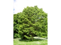 Raisinier de Chine – Arbre aux raisins secs - Hovenia dulcis - Haie champetre  - Pepiniere Alsace - Vegetal Local Nord Est - Bio - Jardin forêt comestible - fruitier - permaculture