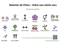 raisinier_de_chine_-_arbre_aux_raisins_secs _ résumé