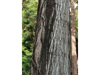 Raisinier de Chine – Arbre aux raisins secs - Hovenia dulcis - Haie champetre  - Pepiniere Alsace - Vegetal Local Nord Est - Bio - Jardin forêt comestible - fruitier - permaculture