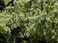 Raisinier de Chine – Arbre aux raisins secs - Hovenia dulcis - Haie champetre  - Pepiniere Alsace - Vegetal Local Nord Est - Bio - Jardin forêt comestible - fruitier - permaculture