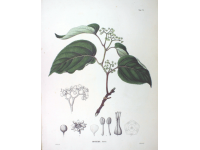 Raisinier de Chine – Arbre aux raisins secs - Hovenia dulcis - Haie champetre  - Pepiniere Alsace - Vegetal Local Nord Est - Bio - Jardin forêt comestible - fruitier - permaculture