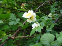 Rosier des champs - Rosa arvensis - Haie champetre  - Pepiniere Alsace - Vegetal Local Nord Est - Bio - Jardin forêt comestible - fruitier - permaculture