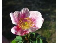 Rosier pimprenelle - Rosa spinosissima - Haie champetre  - Pepiniere Alsace - Vegetal Local Nord Est - Bio - Jardin forêt comestible - fruitier - permaculture