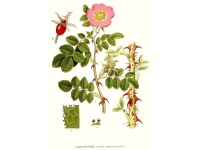 Rosier rouillé - Rosa rubiginosa - Haie champetre  - Pepiniere Alsace - Vegetal Local Nord Est - Bio - Jardin forêt comestible - fruitier - permaculture