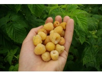 Framboisier 'Fall gold' - Rubus idaeus  - Haie champetre  - Pepiniere Alsace - Vegetal Local Nord Est - Bio - Jardin forêt comestible - fruitier - permaculture