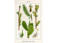 Saule à oreillettes - Salix aurita - Haie champetre  - Pepiniere Alsace - Vegetal Local Nord Est - Bio - Jardin forêt comestible - fruitier - permaculture