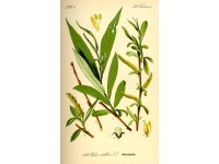 Saule blanc - Salix alba - Haie champetre  - Pepiniere Alsace - Vegetal Local Nord Est - Bio - Jardin forêt comestible - fruitier - permaculture