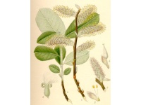 Saule cendré - Salix cinerea - Haie champetre  - Pepiniere Alsace - Vegetal Local Nord Est - Bio - Jardin forêt comestible - fruitier - permaculture