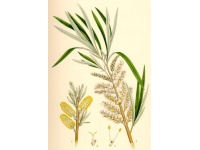 Saule des vanniers - Salix viminalis - Haie champetre  - Pepiniere Alsace - Vegetal Local Nord Est - Bio - Jardin forêt comestible - fruitier - permaculture