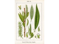 Saule fragile - Salix fragilis - Haie champetre  - Pepiniere Alsace - Vegetal Local Nord Est - Bio - Jardin forêt comestible - fruitier - permaculture