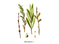 Saule pourpre - Salix purpurea - Haie champetre  - Pepiniere Alsace - Vegetal Local Nord Est - Bio - Jardin forêt comestible - fruitier - permaculture