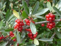 Shépherdie argentée - Shepherdia argentea - Haie champetre  - Pepiniere Alsace - Vegetal Local Nord Est - Bio - Jardin forêt comestible - fruitier - permaculture