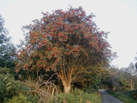 Sorbier des oiseleurs - Sorbus aucuparia - Haie champetre  - Pepiniere Alsace - Vegetal Local Nord Est - Bio - Jardin forêt comestible - fruitier - permaculture