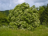 Sureau noir - Sambucus nigra - Haie champetre  - Pepiniere Alsace - Vegetal Local Nord Est - Bio - Jardin forêt comestible - fruitier - permaculture