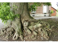 Tilleul à grandes feuilles - Tilia platyphyllos - Haie champetre  - Pepiniere Alsace - Vegetal Local Nord Est - Bio - Jardin forêt comestible - fruitier - permaculture