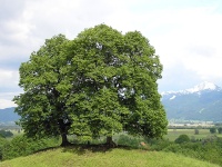 Tilleul à petites feuilles - Tilia cordata  - Haie champetre  - Pepiniere Alsace - Vegetal Local Nord Est - Bio - Jardin forêt comestible - fruitier - permaculture