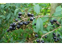 Troène commun - Ligustrum vulgare  - Haie champetre  - Pepiniere Alsace - Vegetal Local Nord Est - Bio - Jardin forêt comestible - fruitier - permaculture