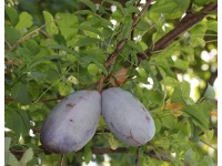 Vigne chocolat - Akébie quinata - Akebia quinata - Haie champetre  - Pepiniere Alsace - Vegetal Local Nord Est - Bio - Jardin forêt comestible - fruitier - permaculture