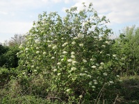 Viorne lantane - Viburnum lantana - Haie champetre  - Pepiniere Alsace - Vegetal Local Nord Est - Bio - Jardin forêt comestible - fruitier - permaculture