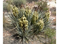 Yucca banane - Yucca baccata - Haie champetre  - Pepiniere Alsace - Vegetal Local Nord Est - Bio - Jardin forêt comestible - fruitier - permaculture