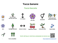 yucca_banane _ résumé