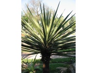 Yucca banane - Yucca baccata - Haie champetre  - Pepiniere Alsace - Vegetal Local Nord Est - Bio - Jardin forêt comestible - fruitier - permaculture