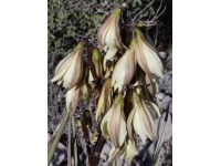 Yucca banane - Yucca baccata - Haie champetre  - Pepiniere Alsace - Vegetal Local Nord Est - Bio - Jardin forêt comestible - fruitier - permaculture