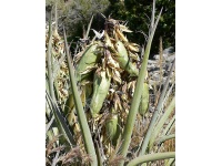 Yucca banane - Yucca baccata - Haie champetre  - Pepiniere Alsace - Vegetal Local Nord Est - Bio - Jardin forêt comestible - fruitier - permaculture