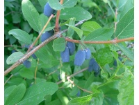Chèvrefeuille comestible – Baie de mai ‘Kalinka’ - Lonicera kamtchatika - Haie champetre  - Pepiniere Alsace - Vegetal Local Nord Est - Bio - Jardin forêt comestible - fruitier - permaculture