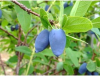 Chèvrefeuille comestible – Baie de mai ‘Edulis’ - Lonicera caerulea  - Haie champetre  - Pepiniere Alsace - Vegetal Local Nord Est - Bio - Jardin forêt comestible - fruitier - permaculture