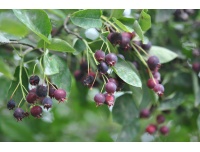 Amelanchier bas amelanchier humilis Haie champetre  - Pepiniere Alsace - Vegetal Local Nord Est- Bio - Jardin forêt comestible - fruitier - permaculture 