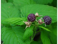 Framboisier 'Glen Coe' - Rubus idaeus - Haie champetre  - Pepiniere Alsace - Vegetal Local Nord Est - Bio - Jardin forêt comestible - fruitier - permaculture