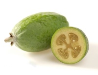 Goyavier du Brésil 'Coolridge' ou ‘Gemini’ - Feijoa sellowiana - Haie champetre  - Pepiniere Alsace - Vegetal Local Nord Est - Bio - Jardin forêt comestible - fruitier - permaculture