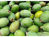 Goyavier du Brésil 'Mammouth' - Feijoa sellowiana  - Haie champetre  - Pepiniere Alsace - Vegetal Local Nord Est - Bio - Jardin forêt comestible - fruitier - permaculture