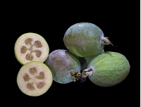 Goyavier du Brésil (variété commune) - Feijoa sellowiana  - Haie champetre  - Pepiniere Alsace - Vegetal Local Nord Est - Bio - Jardin forêt comestible - fruitier - permaculture