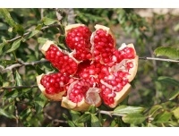 Grenadier 'Mollar de Elche' - Punica granatum - Haie champetre  - Pepiniere Alsace - Vegetal Local Nord Est - Bio - Jardin forêt comestible - fruitier - permaculture