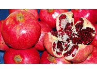 Grenadier 'Fina Tendral' - Punica granatum - Haie champetre  - Pepiniere Alsace - Vegetal Local Nord Est - Bio - Jardin forêt comestible - fruitier - permaculture