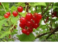 groseillier_a_grappes_rovada_-_ribes_rubrum_-_pepiniere_alsace_vegetal_local_bio_-_fruits