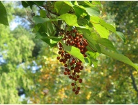 Idésia - Idesia polycarpa  - Haie champetre  - Pepiniere Alsace - Vegetal Local Nord Est - Bio - Jardin forêt comestible - fruitier - permaculture